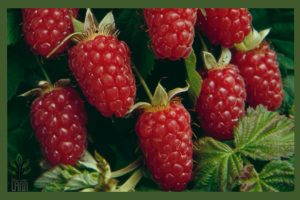 نهال لوگان بری