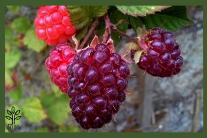 نهال لوگان بری