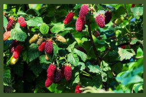 نهال لوگان بری