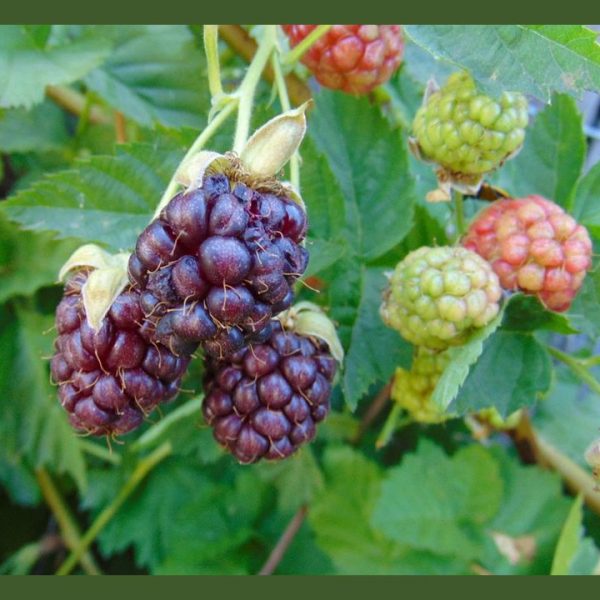 نهال لوگان بری