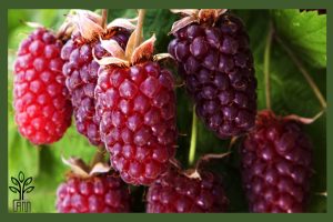 نهال لوگان بری