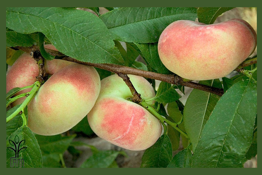 نهال هلو انجیری زودرس