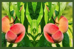 نهال هلو انجیری زودرس