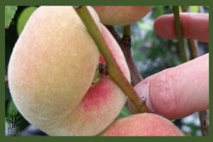 نهال هلو انجیری زودرس