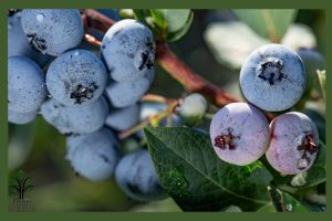 نهال بلوبری