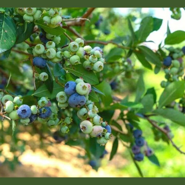 نهال بلوبری