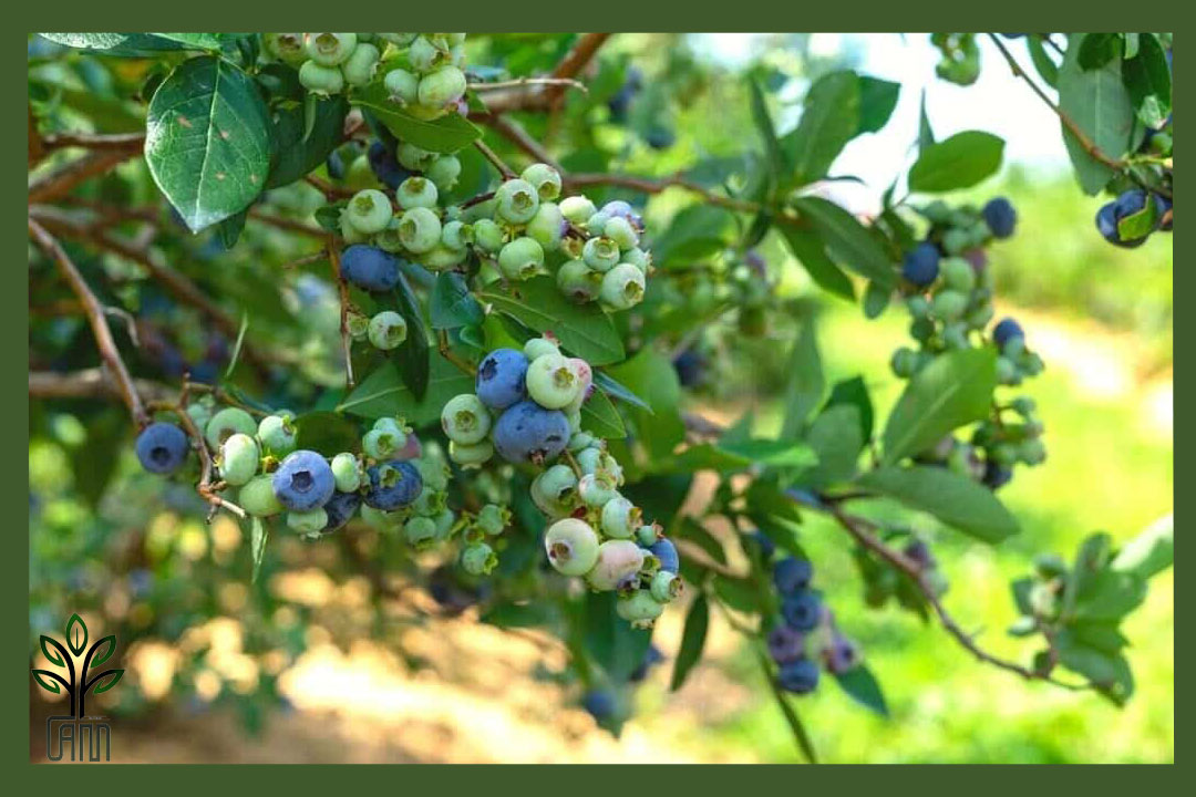 نهال بلوبری
