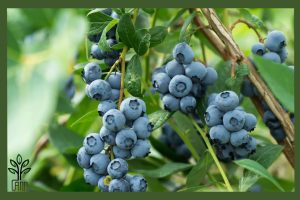 نهال بلوبری