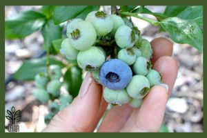 نهال بلوبری