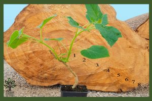 نهال پالونیا هیبریدی جام نهال