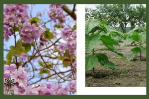 نهال پالونیا هیبریدی جام نهال