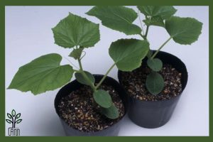 نهال پالونیا هیبریدی جام نهال