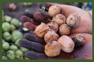 نهال گردو rdm جام نهال