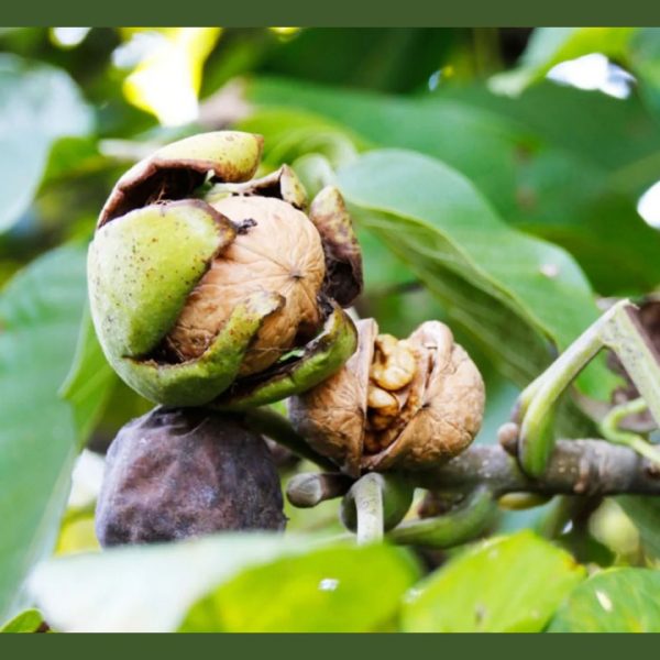 نهال گردو بیلچک جام نهال