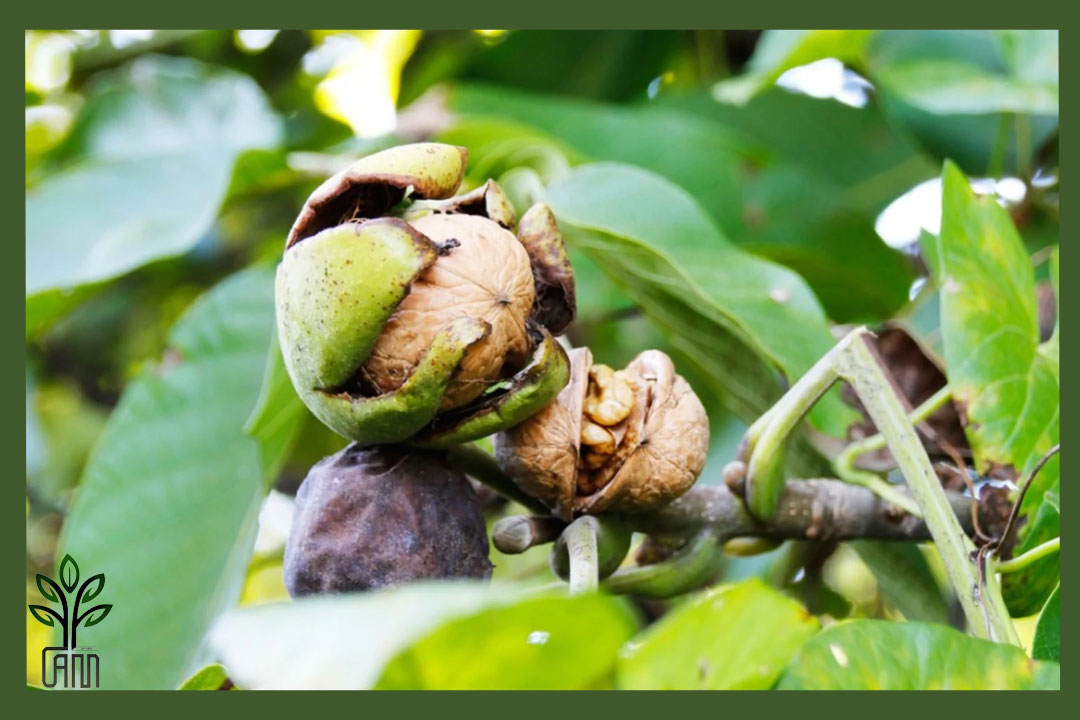 نهال گردو بیلچک جام نهال