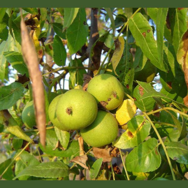 نهال گردو سانلند