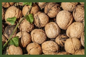 نهال گردو rdm جام نهال