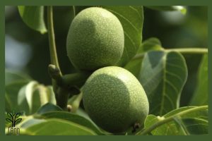 نهال گردو تویسرکان جام نهال