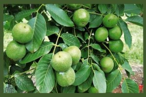 نهال گردو تویسرکان جام نهال