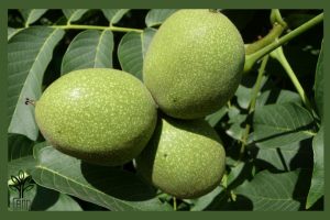 نهال گردو فرانسوی جام نهال 