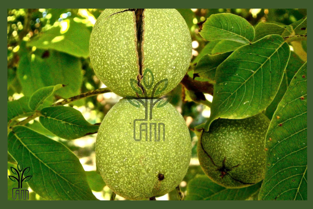 نهال گردو فرنور جام نهال