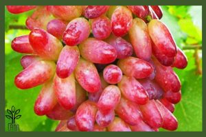انگور مکیاج جام نهال