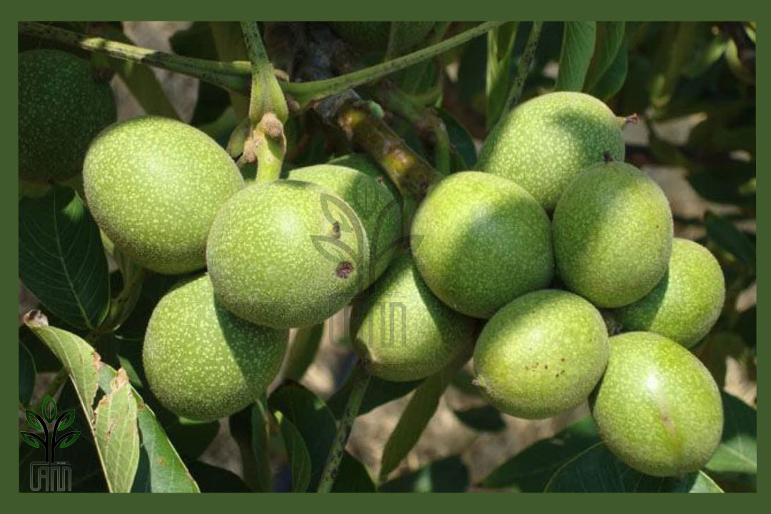 نهال گردو خوشه ای جام نهال