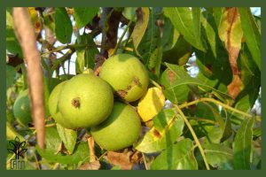 نهال گردو ضیاء آباد جام نهال