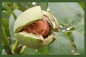 نهال گردو ضیاء آباد جام نهال