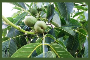 نهال گردو ضیاء آباد جام نهال