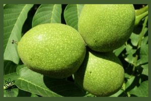 نهال گردو هارتلی جام نهال