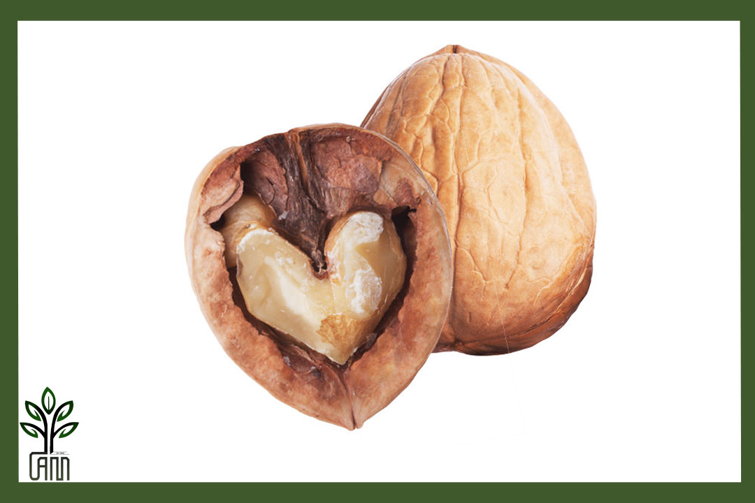 نهال گردو هارتلی جام نهال