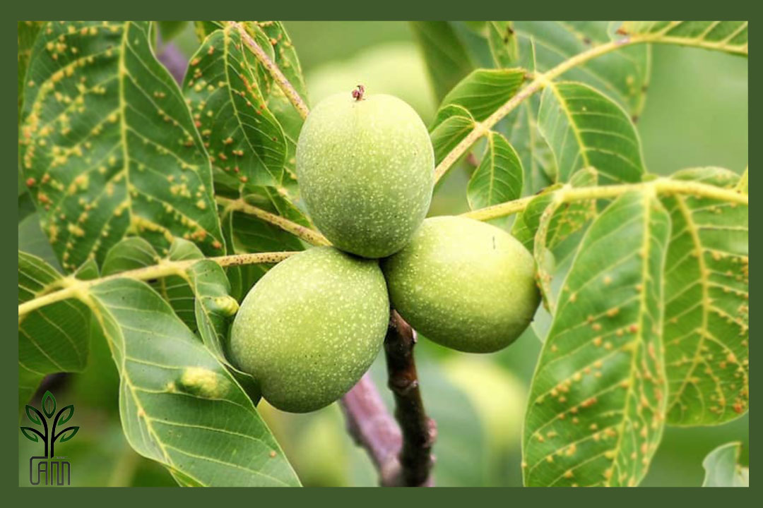 نهال گردو وینا جام نهال