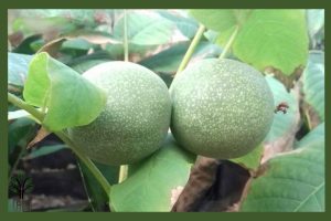 نهال گردو وینا جام نهال 