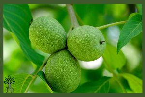 نهال گردو وینا جام نهال