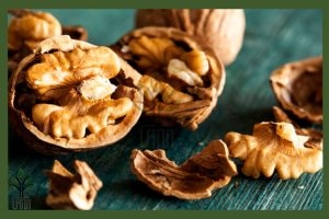 نهال گردو پاریزین جام نهال