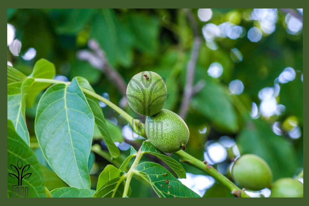 نهال گردو پاریزین جام نهال