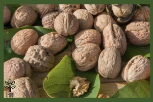 نهال گردو پاریزین جام نهال