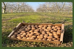 نهال گردو چندلر بذری