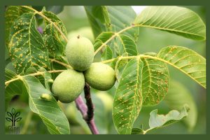 نهال گردو چندلر بذری