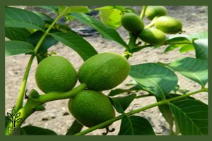 نهال گردو چندلر جام نهال