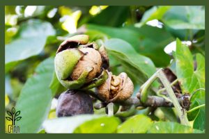 نهال گردو چندلر جام نهال