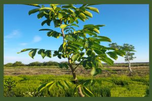 نهال گردو چندلر جام نهال
