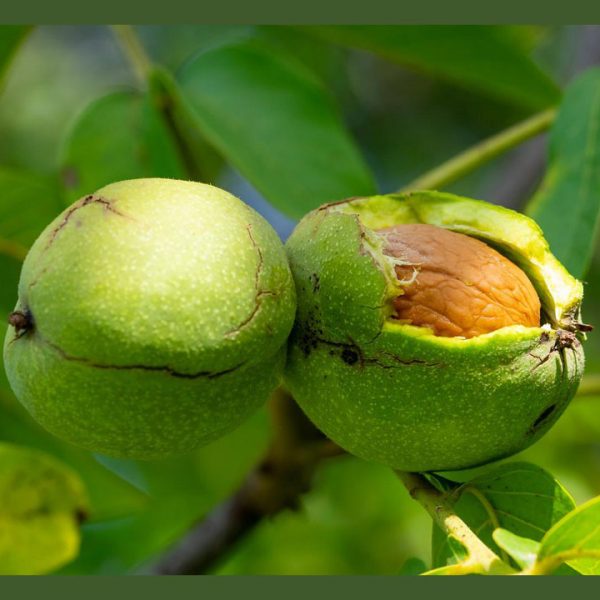 نهال گردو کاما جام نهال