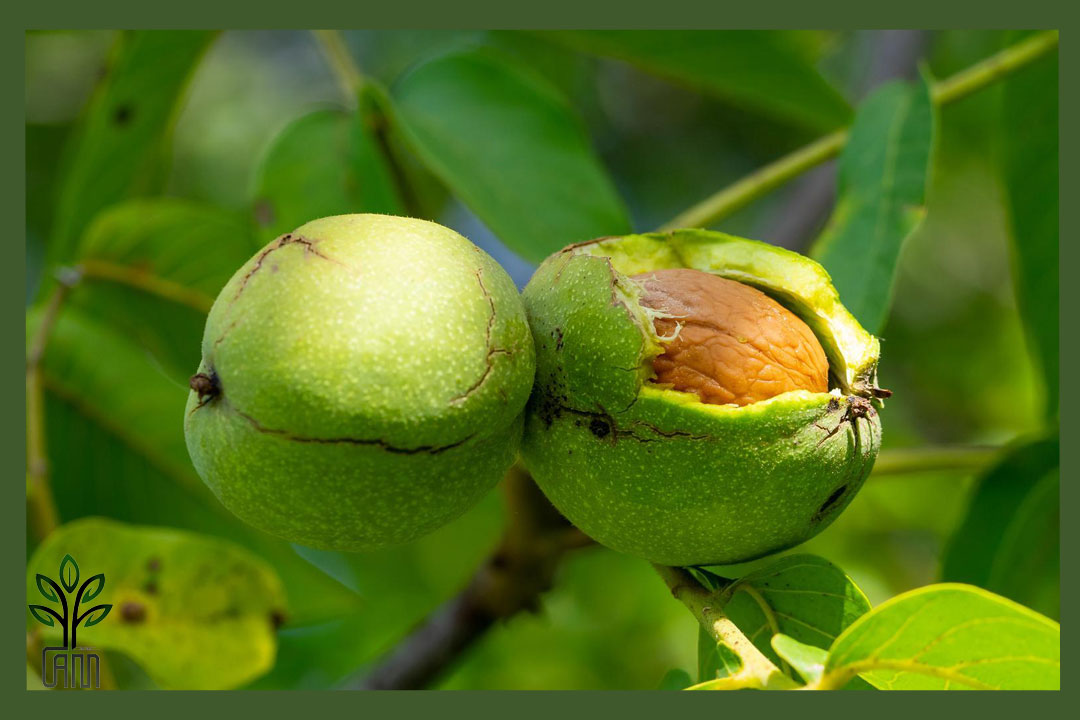 نهال گردو کاما جام نهال