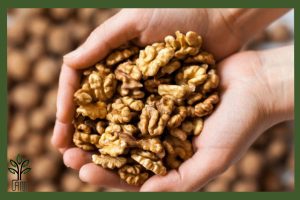 نهال گردو کاما جام نهال