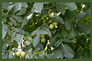 نهال گردو کاما جام نهال