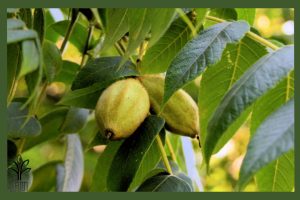 نهال گردو کانادایی جام نهال