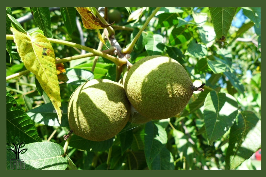 نهال گردو کانادایی جام نهال