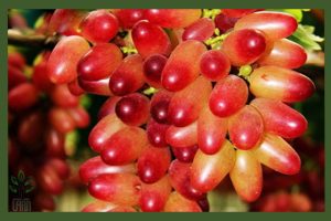 انگور مکیاج جام نهال
